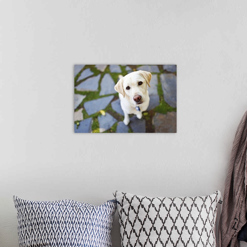 A bohemian room featuring A curious Yellow Labrador Retriever dog sitting on flagstones looks up expectantly.