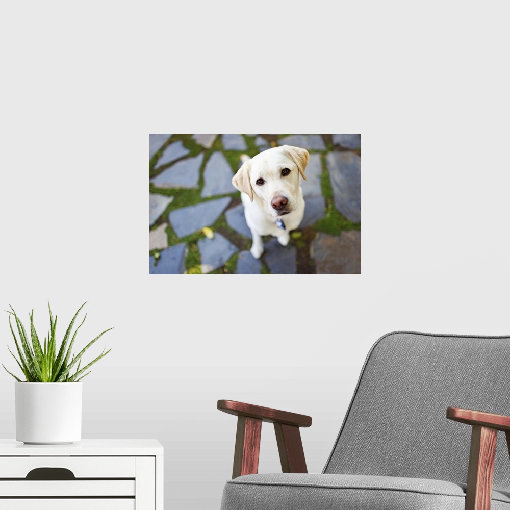 A modern room featuring A curious Yellow Labrador Retriever dog sitting on flagstones looks up expectantly.