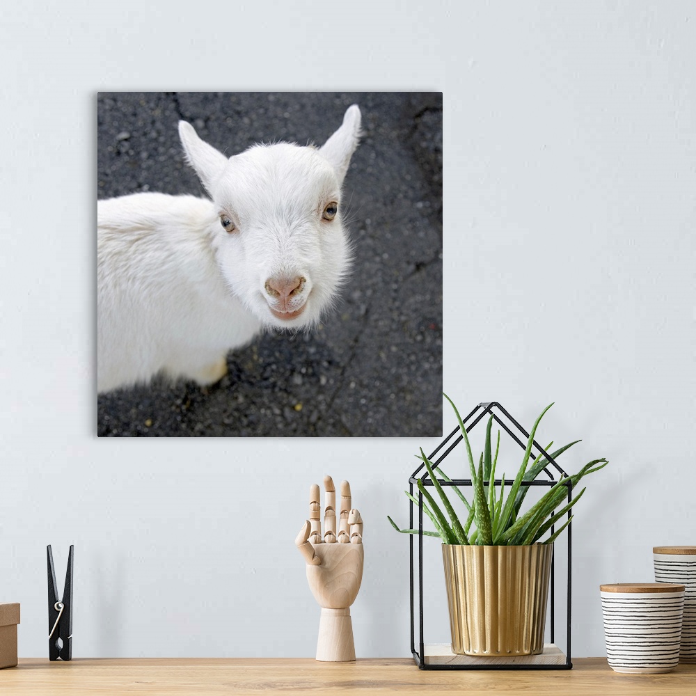 A bohemian room featuring Curious white goat