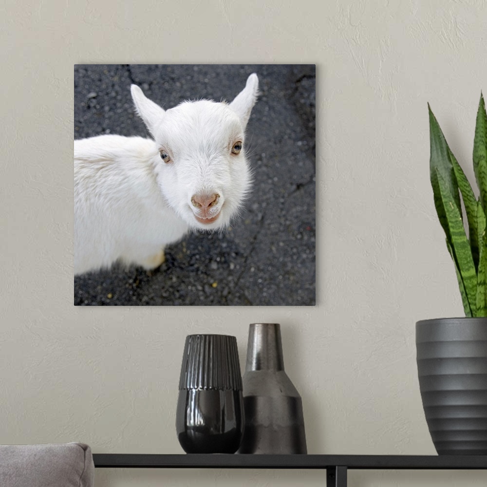 A modern room featuring Curious white goat