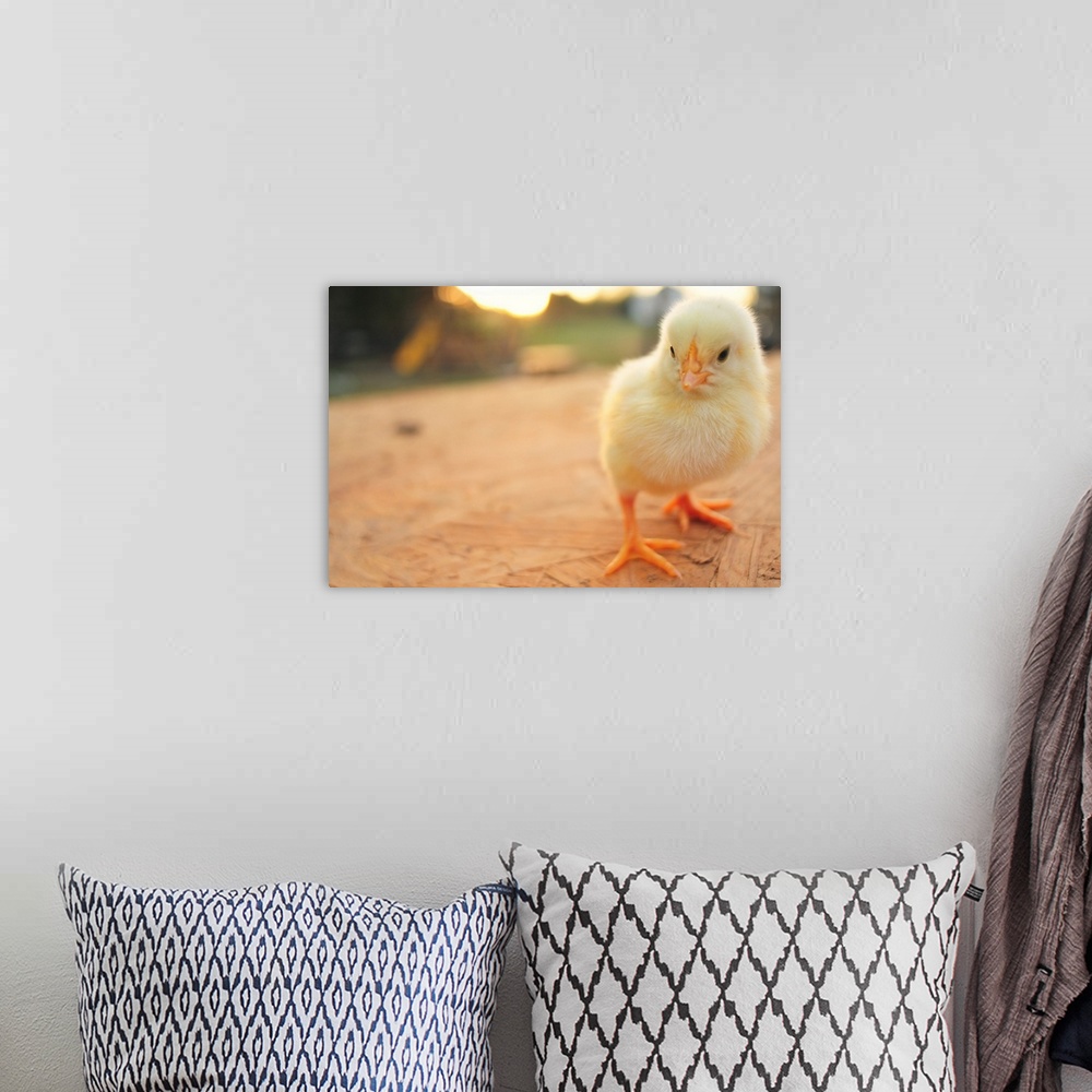A bohemian room featuring Cute baby chicks.