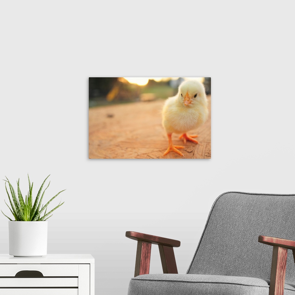 A modern room featuring Cute baby chicks.