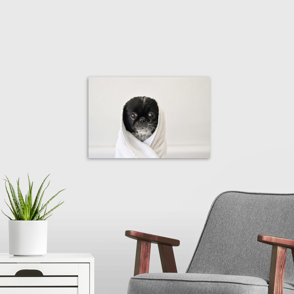 A modern room featuring Cute dog wrapped in a towel