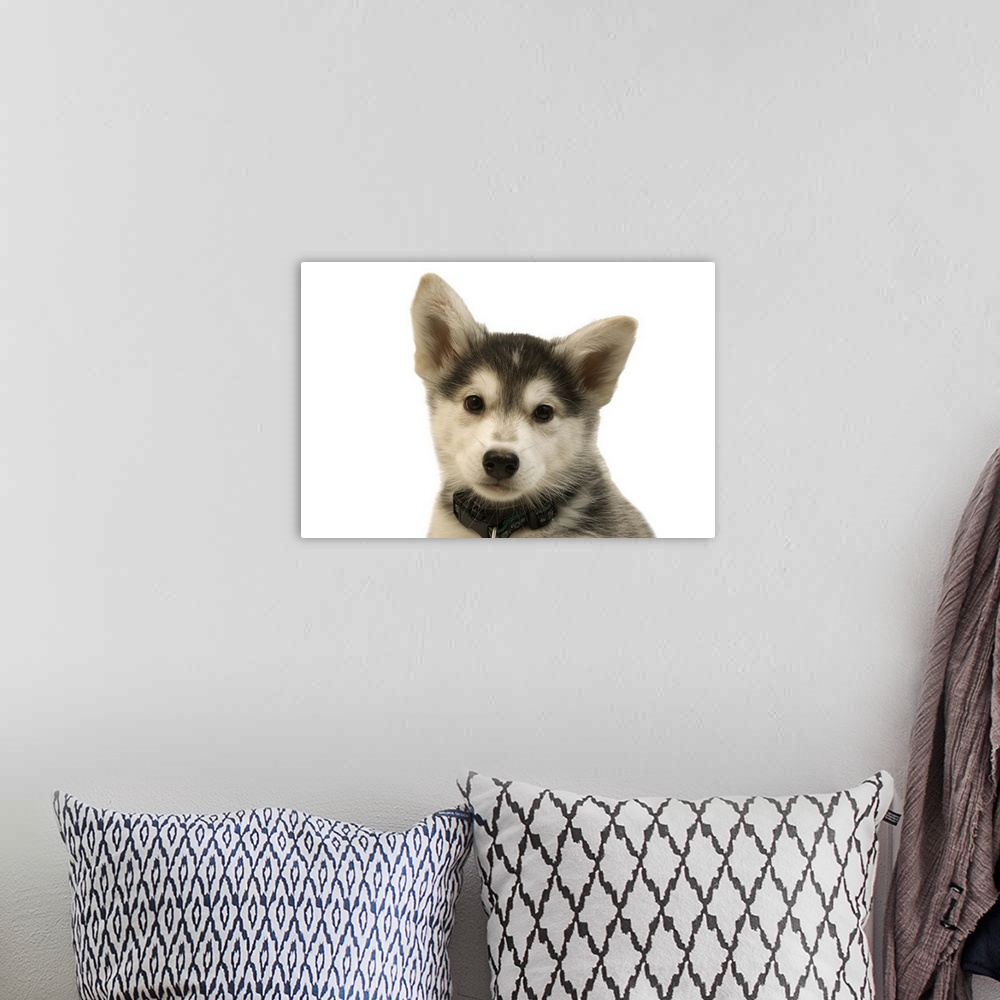 A bohemian room featuring Cutout portrait of cute husky dog puppy