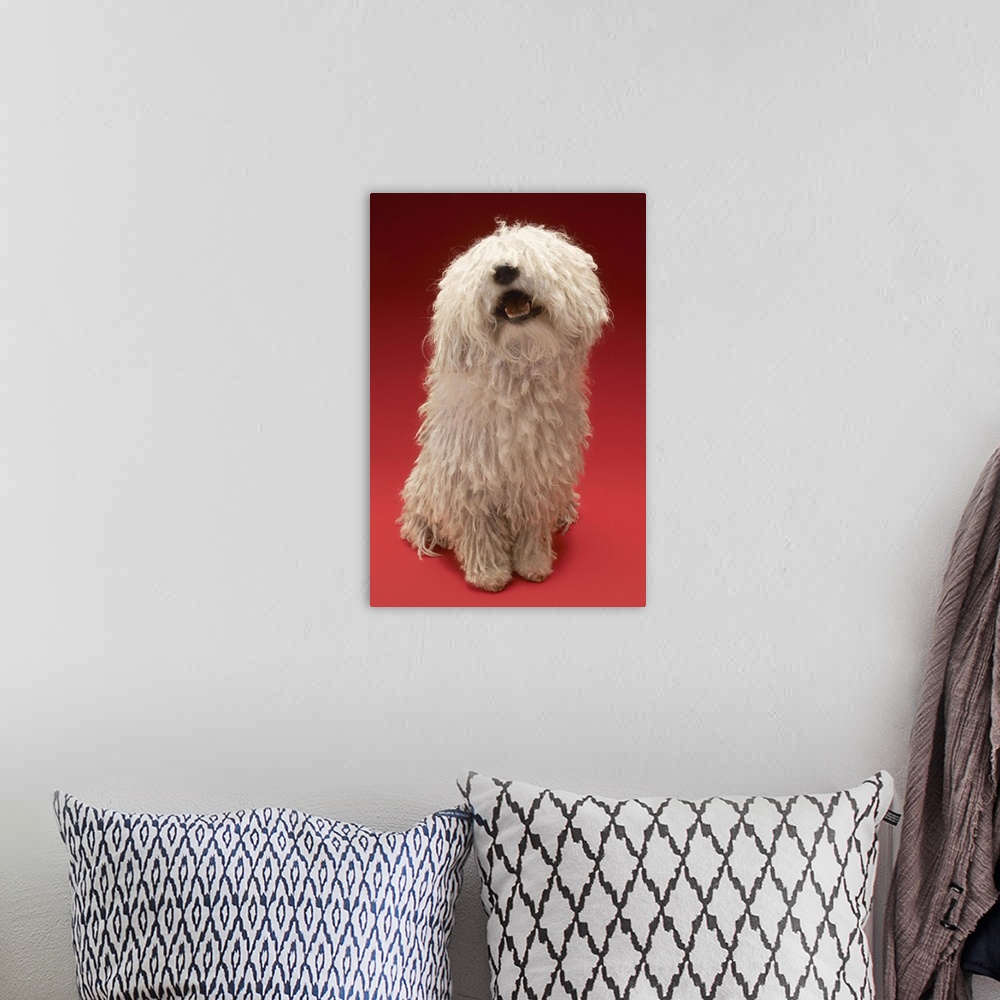 A bohemian room featuring Cute Komondor Dog