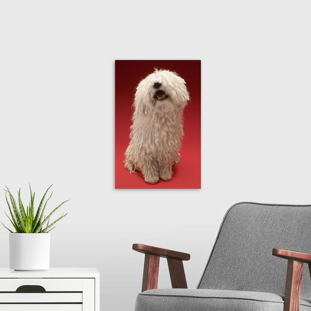A modern room featuring Cute Komondor Dog