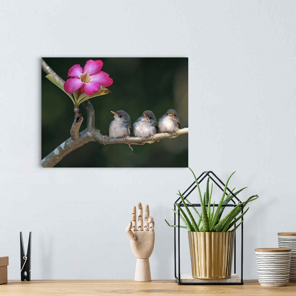 A bohemian room featuring Cute small birds on tree branch looking at pink flower.