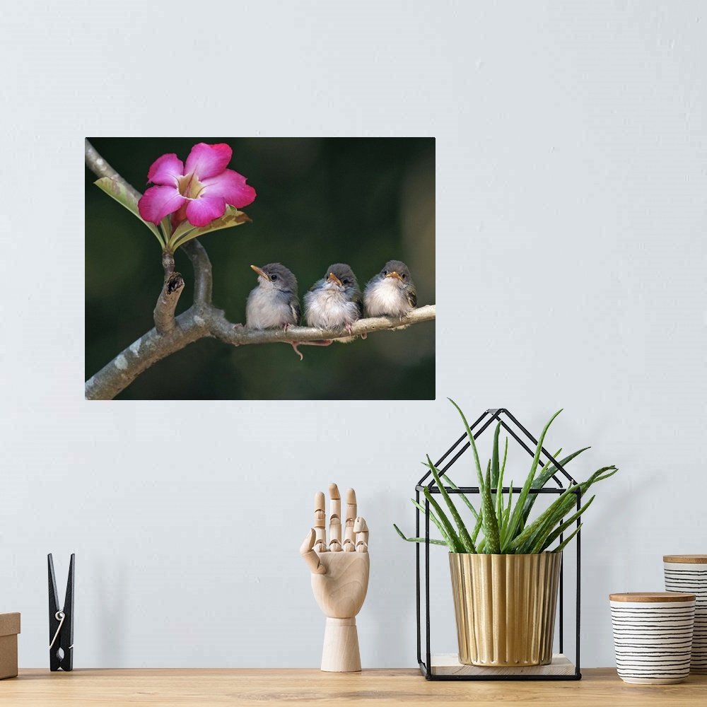 A bohemian room featuring Cute small birds on tree branch looking at pink flower.