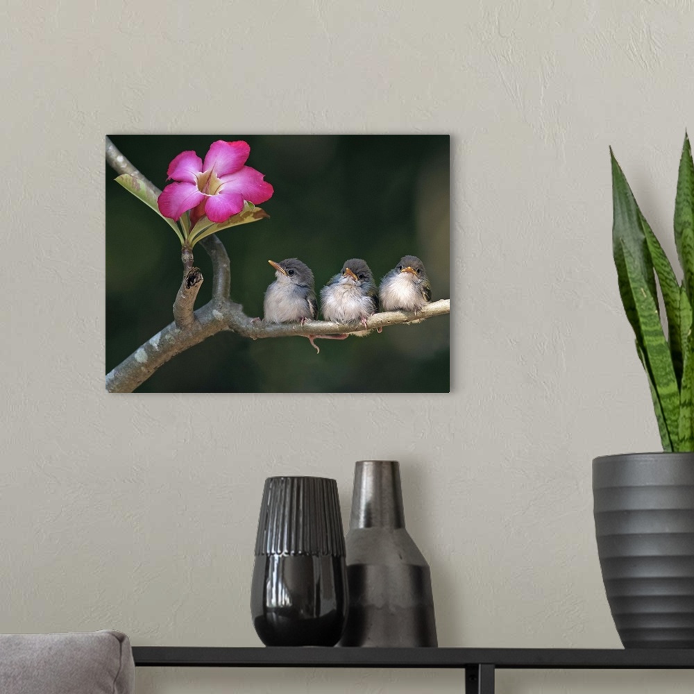 A modern room featuring Cute small birds on tree branch looking at pink flower.