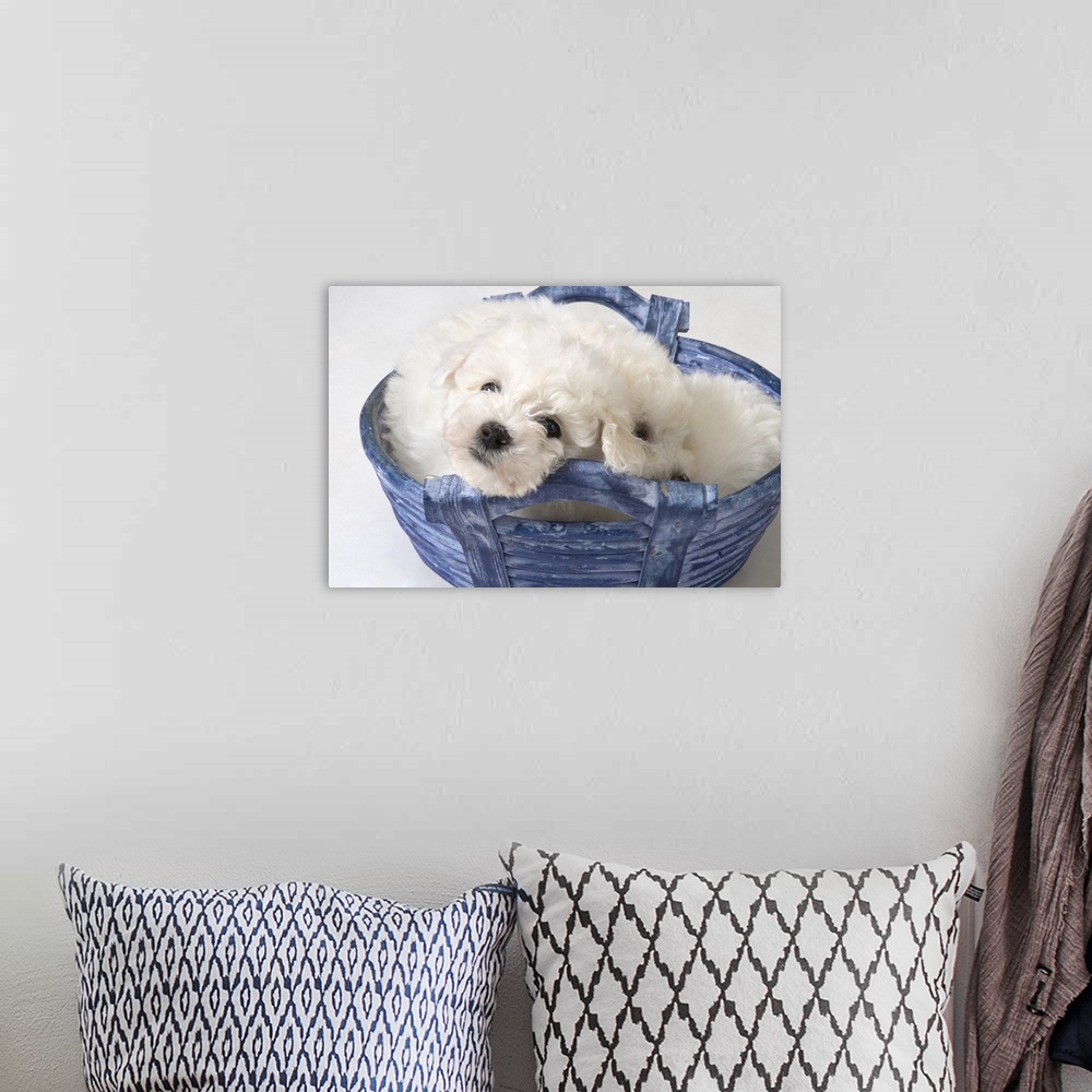 A bohemian room featuring Cute white pups