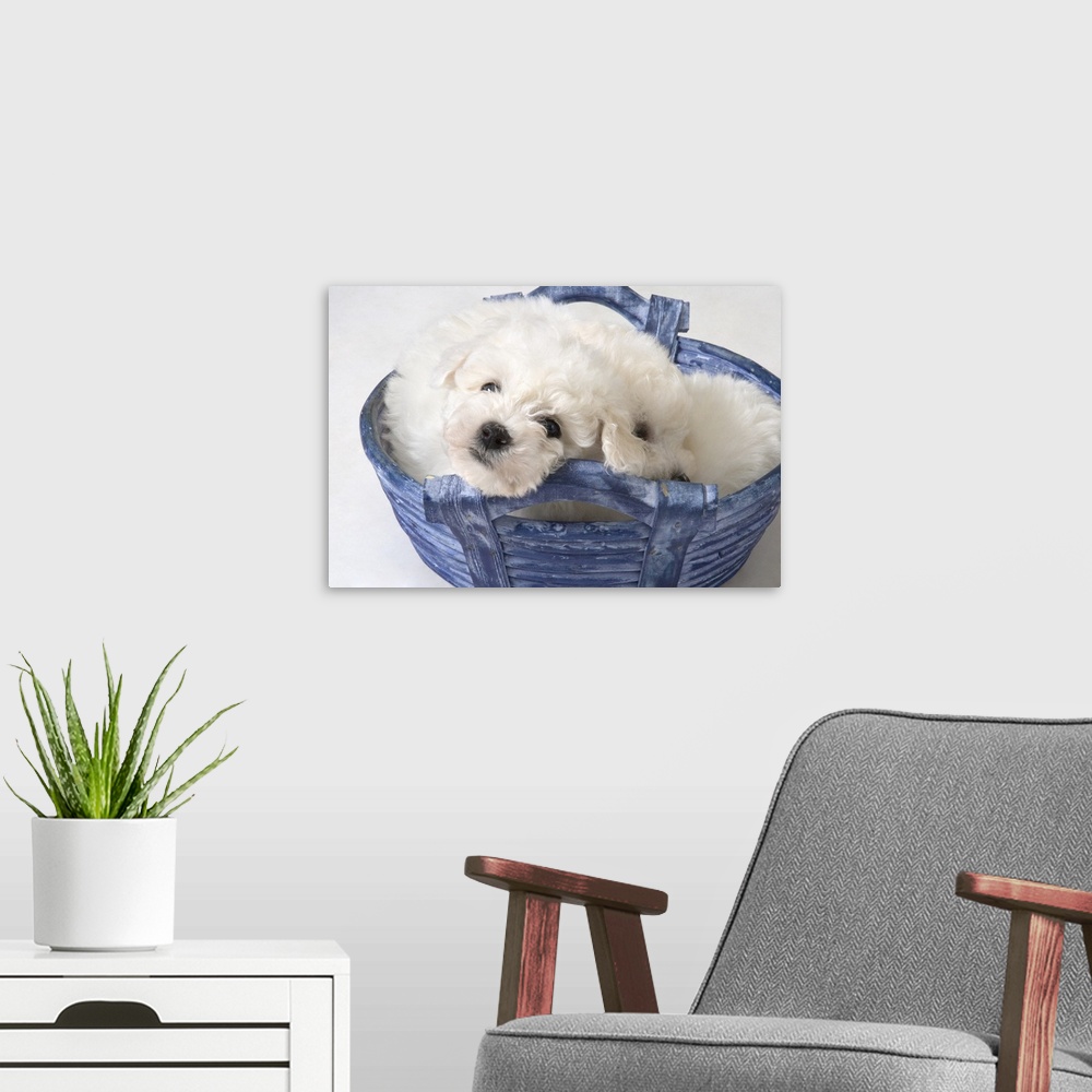 A modern room featuring Cute white pups