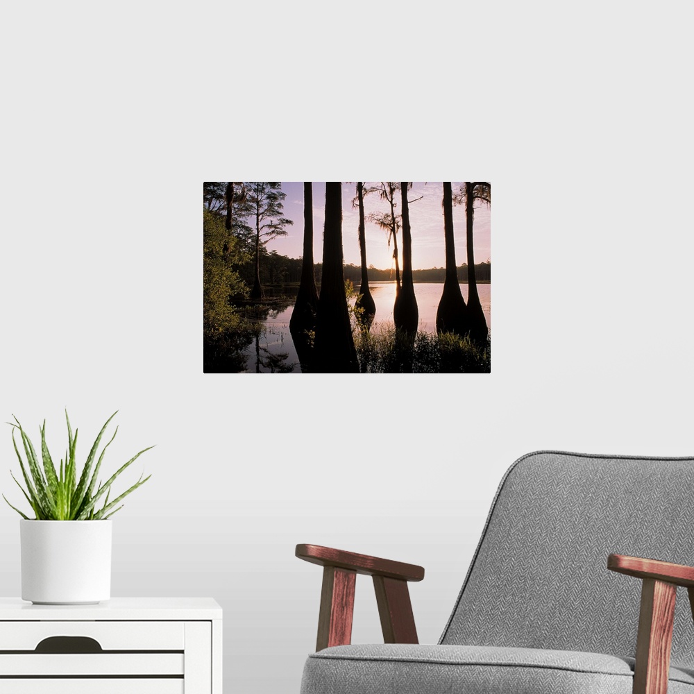 A modern room featuring Cypress trees in Lake Bradford Region , Tallahassee , Florida