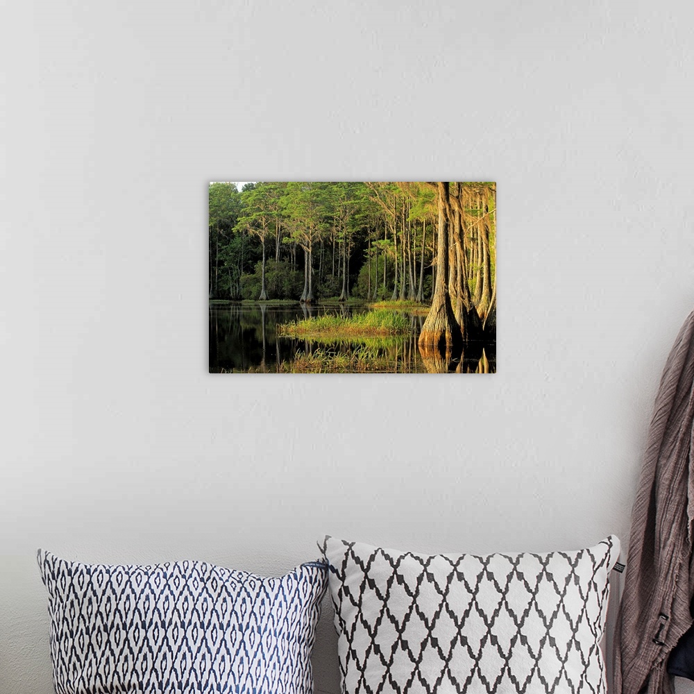 A bohemian room featuring Cypress trees in Lake Bradford Region , Tallahassee , Florida