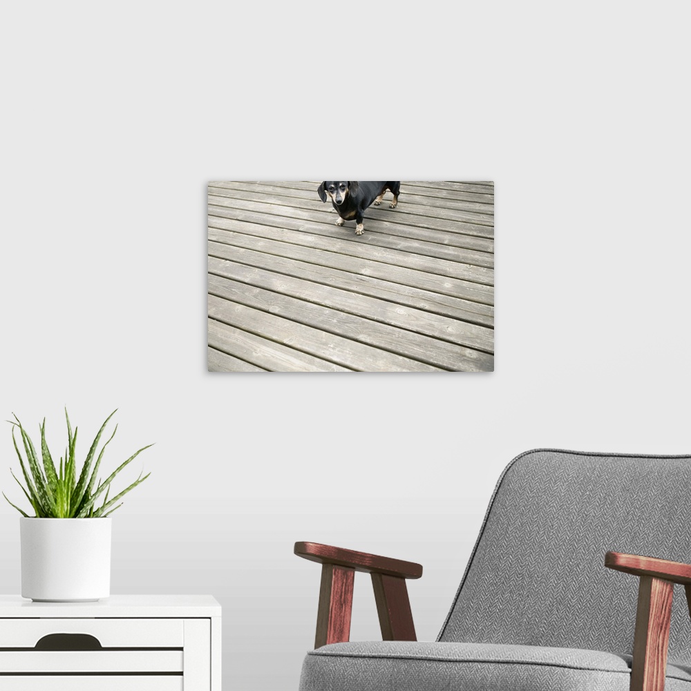 A modern room featuring Dachshund dog on dock