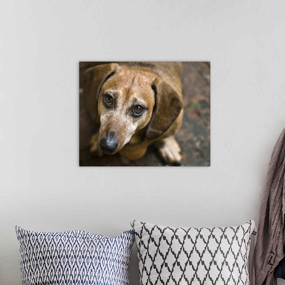 A bohemian room featuring Dachshund looking up