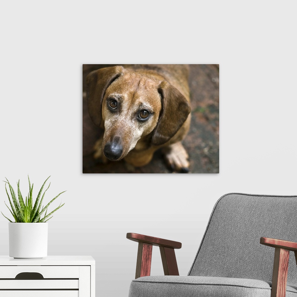 A modern room featuring Dachshund looking up