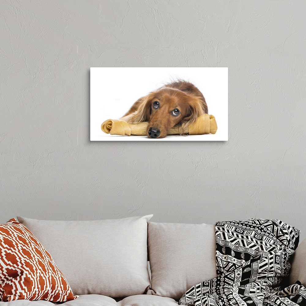 A bohemian room featuring Dachshund (4 years old) lying on a bone