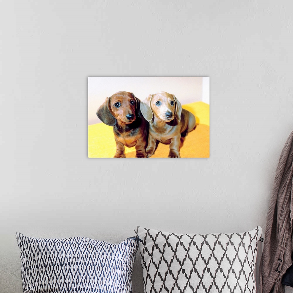 A bohemian room featuring Dachshund puppies