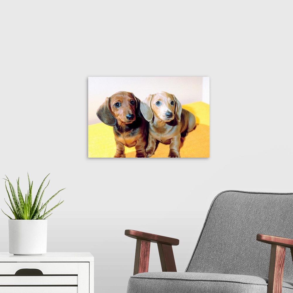 A modern room featuring Dachshund puppies