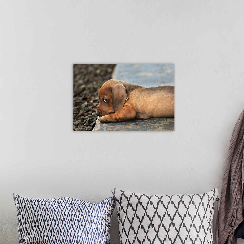 A bohemian room featuring Dachshund puppy lying down on a stone side walk