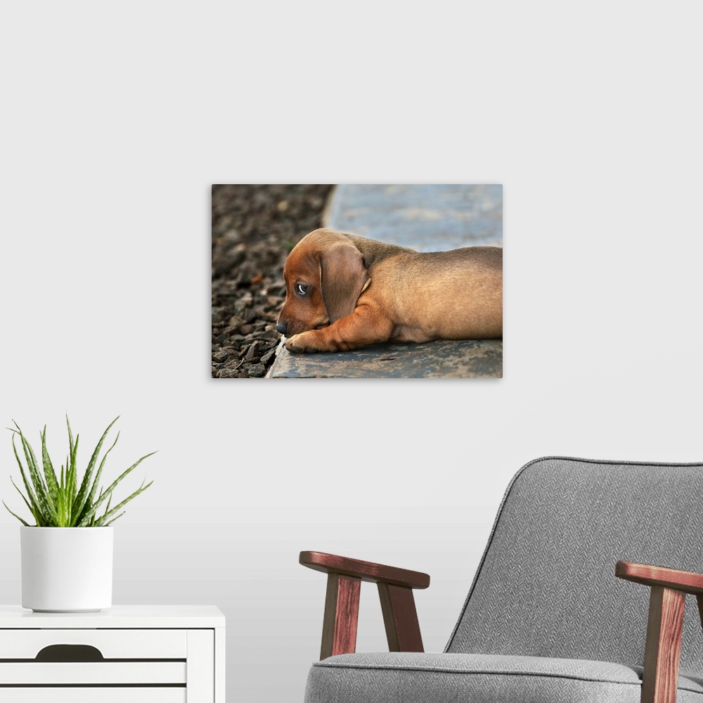 A modern room featuring Dachshund puppy lying down on a stone side walk
