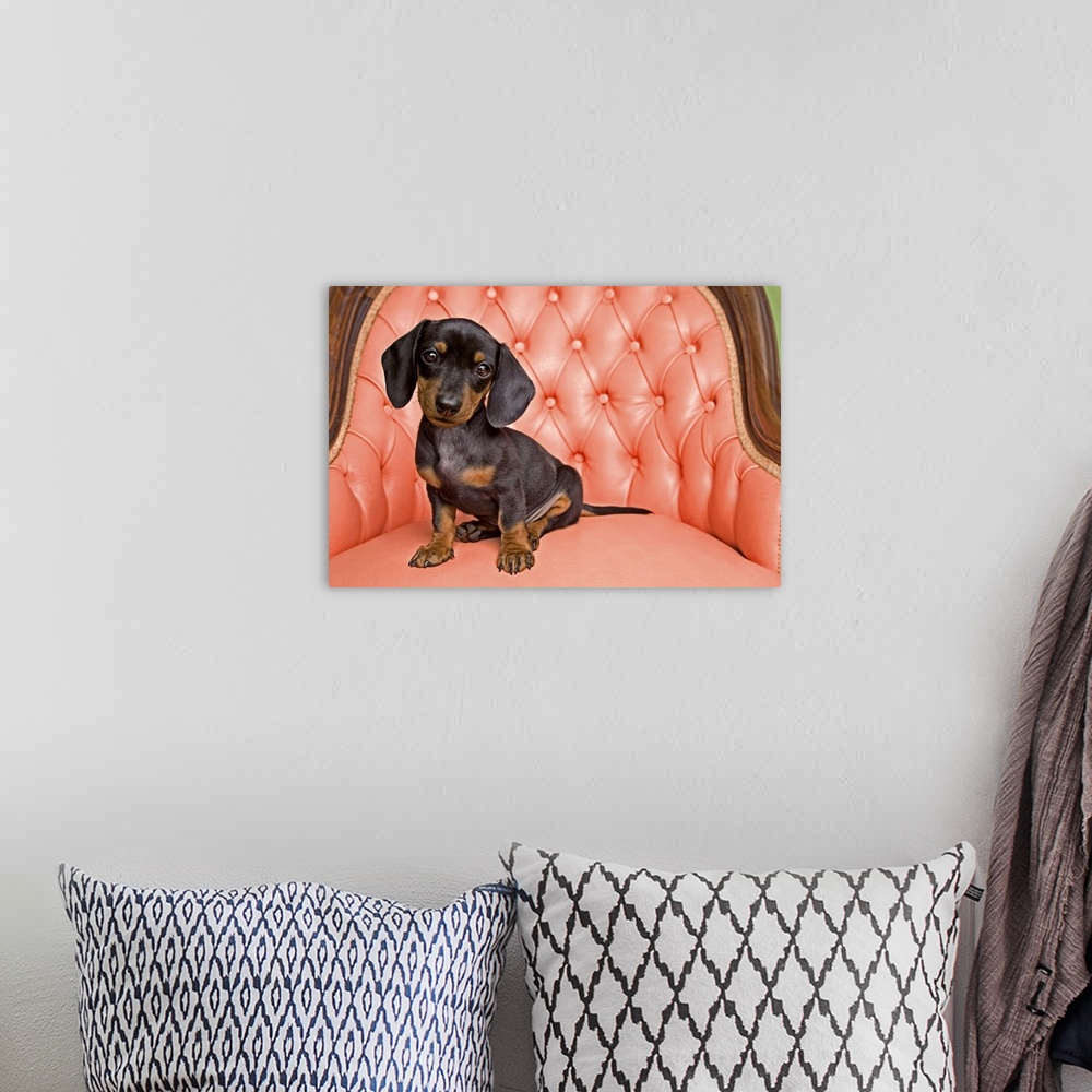 A bohemian room featuring Dachshund puppy sitting on a pink, tufted chair, indoors.