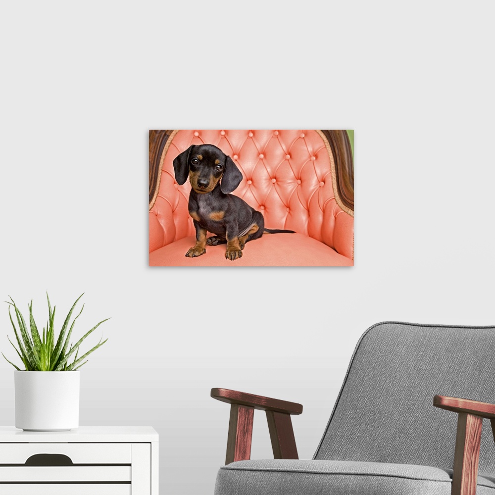 A modern room featuring Dachshund puppy sitting on a pink, tufted chair, indoors.