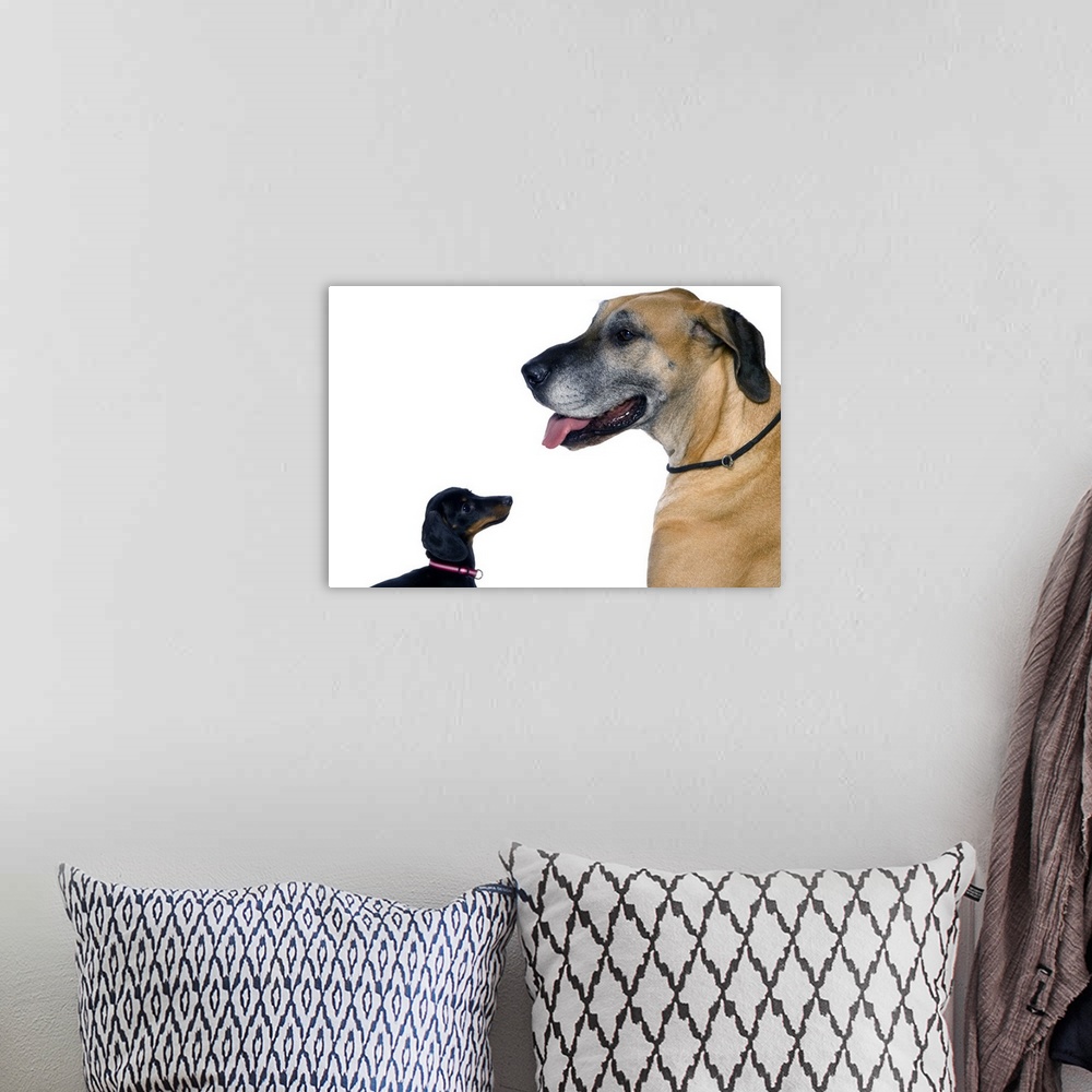 A bohemian room featuring Great Dane and Dachshund portrait