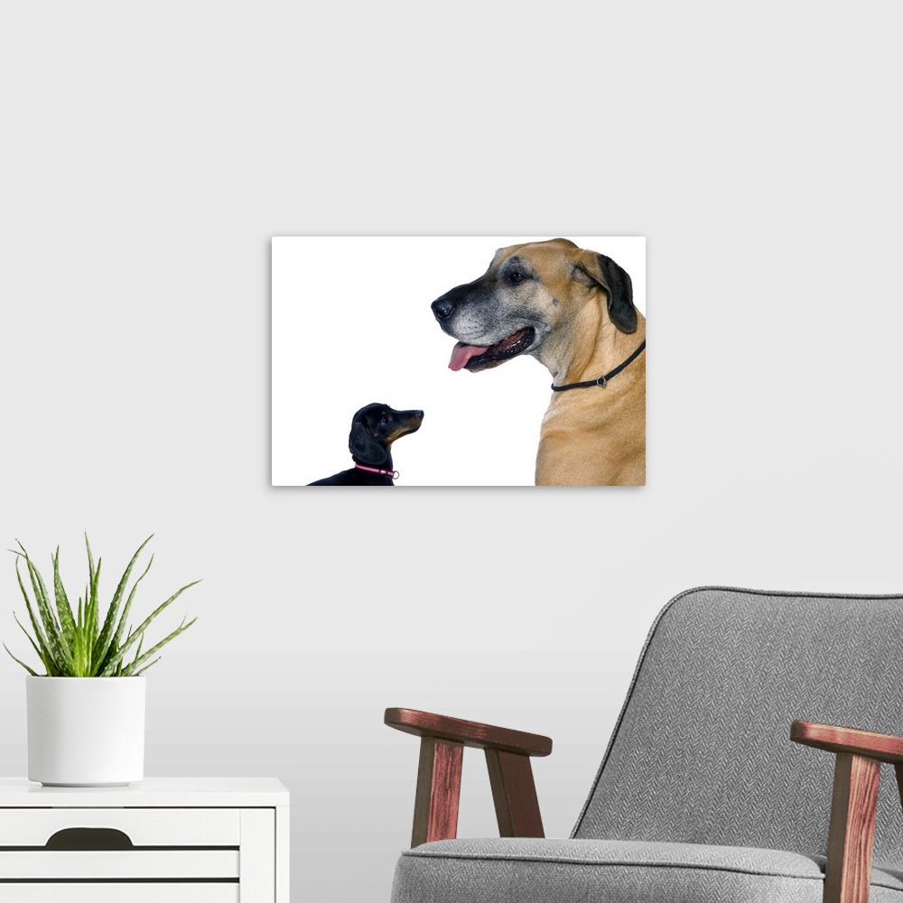 A modern room featuring Great Dane and Dachshund portrait
