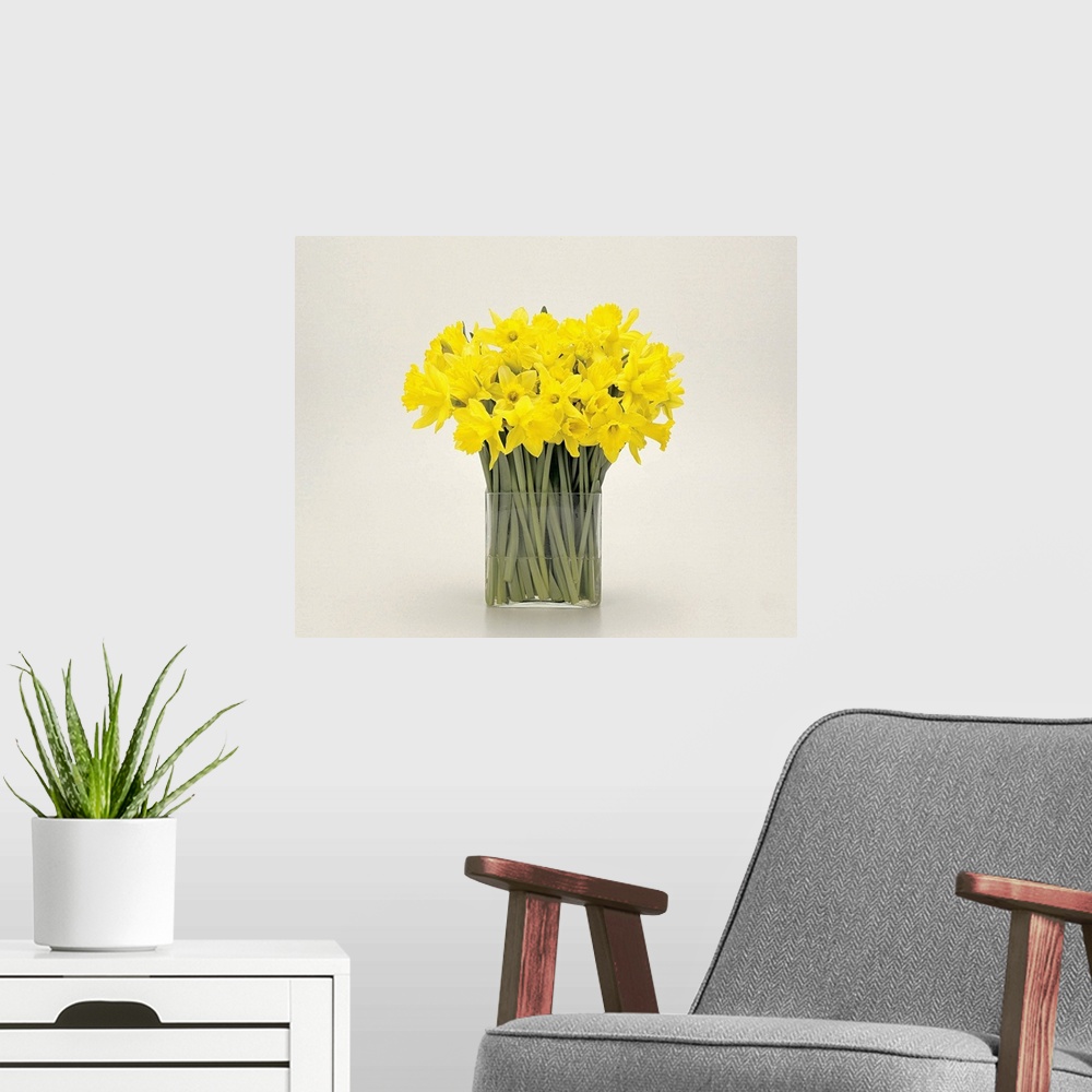 A modern room featuring Daffodils