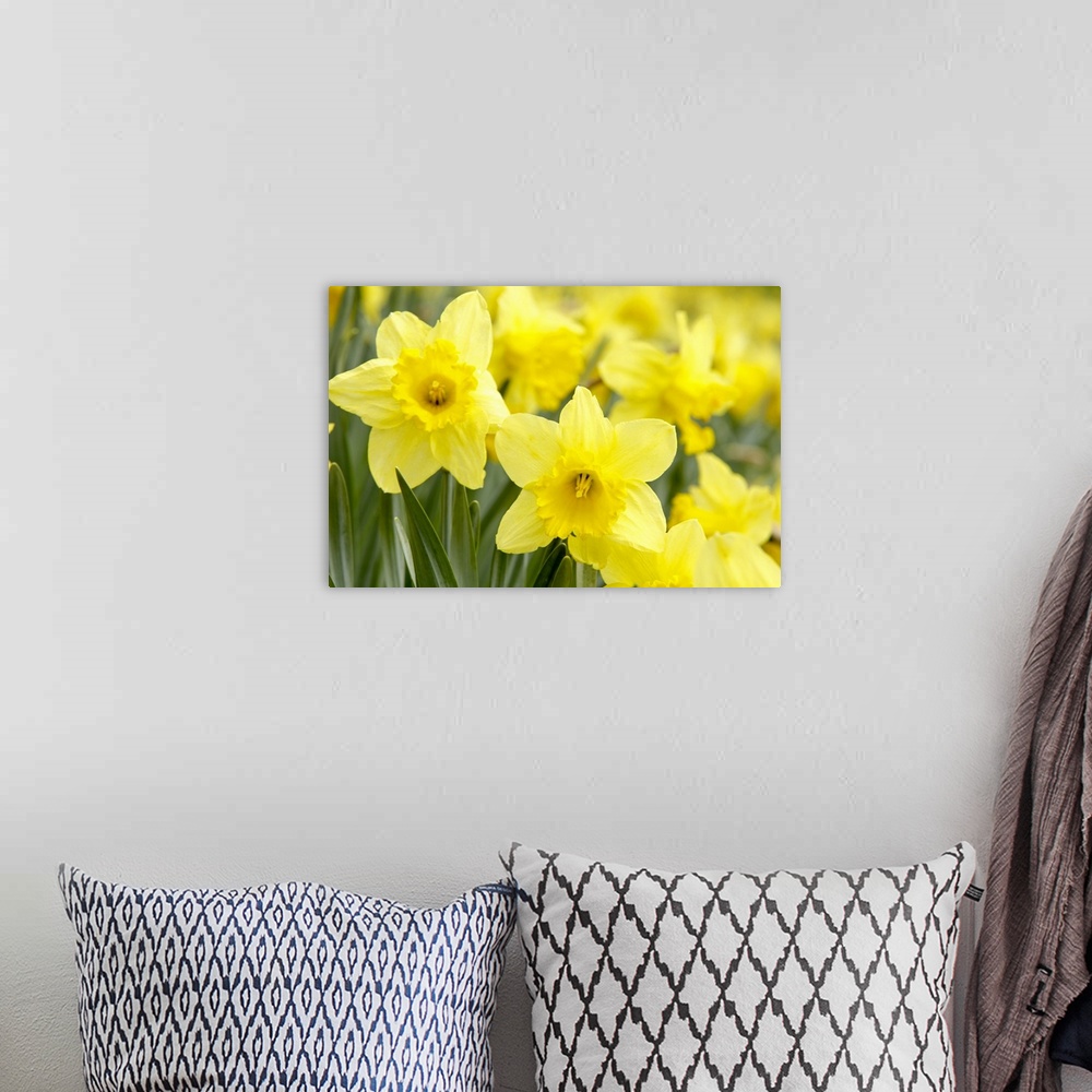 A bohemian room featuring Daffodils in field