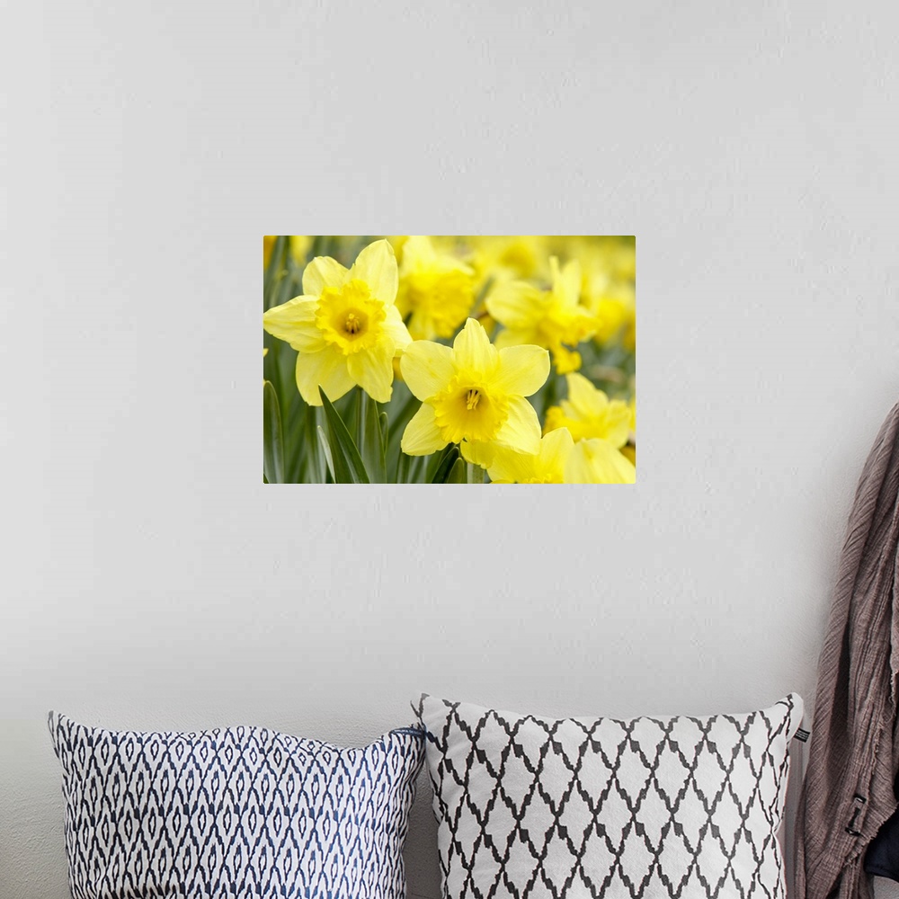 A bohemian room featuring Daffodils in field