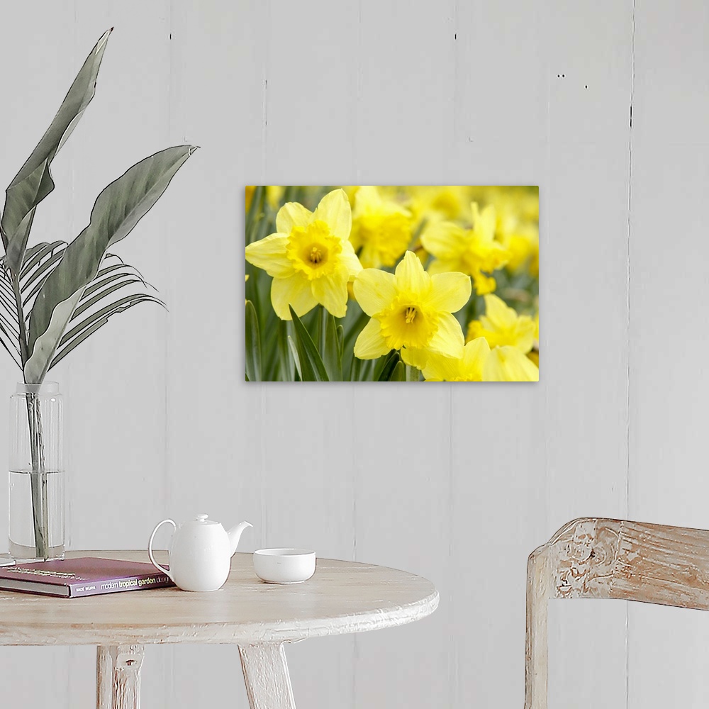 A farmhouse room featuring Daffodils in field