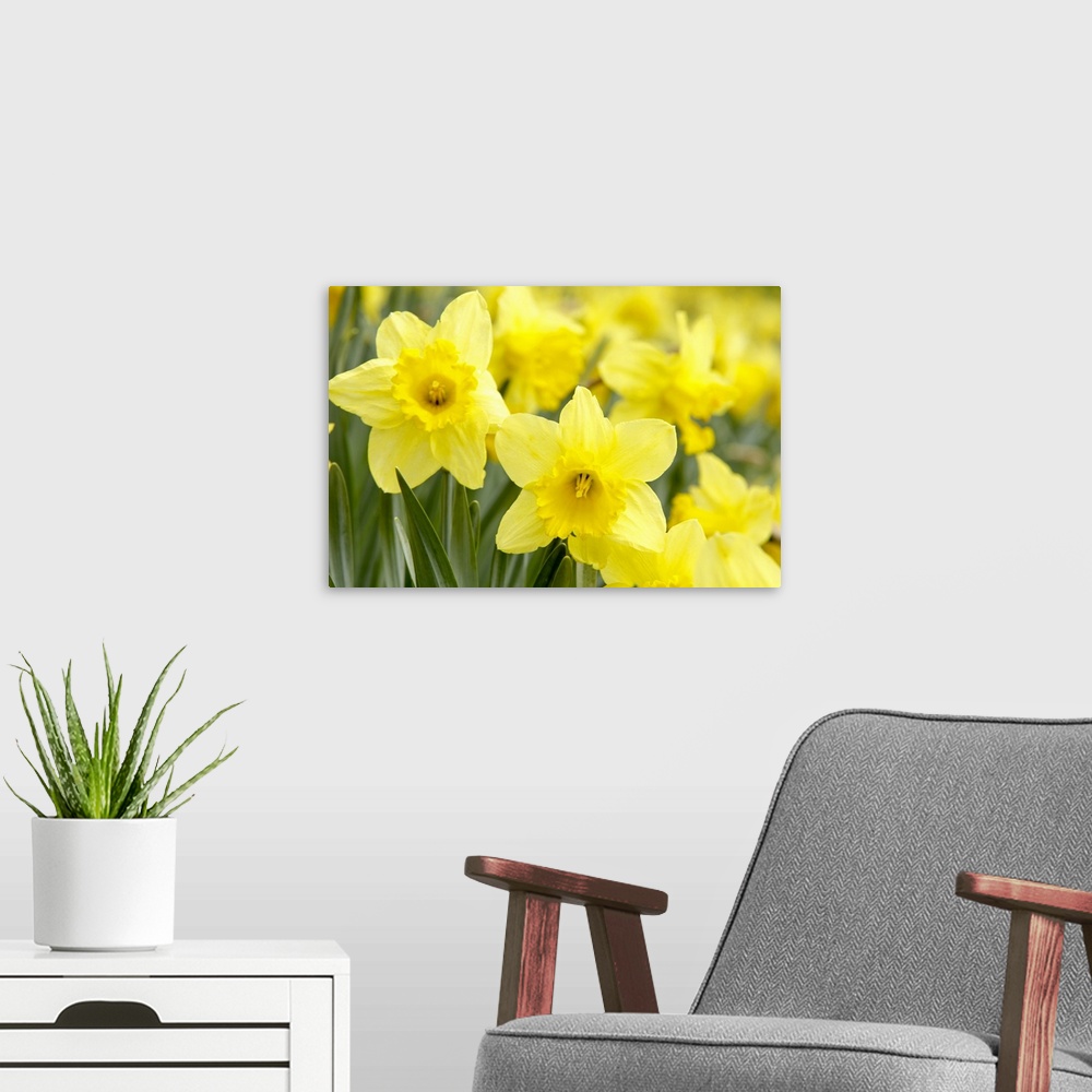 A modern room featuring Daffodils in field