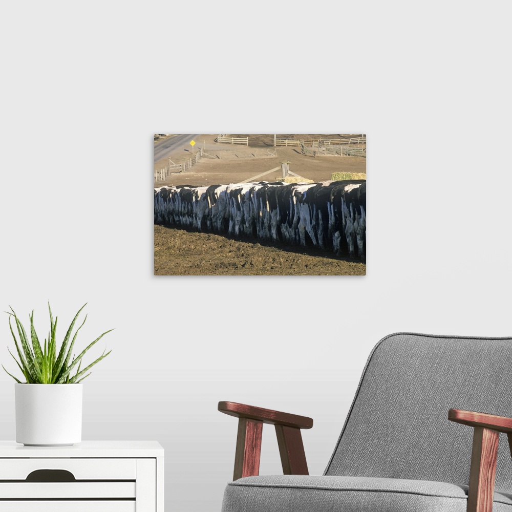A modern room featuring 'Dairy farm at feeding time, Point Reyes, CA'
