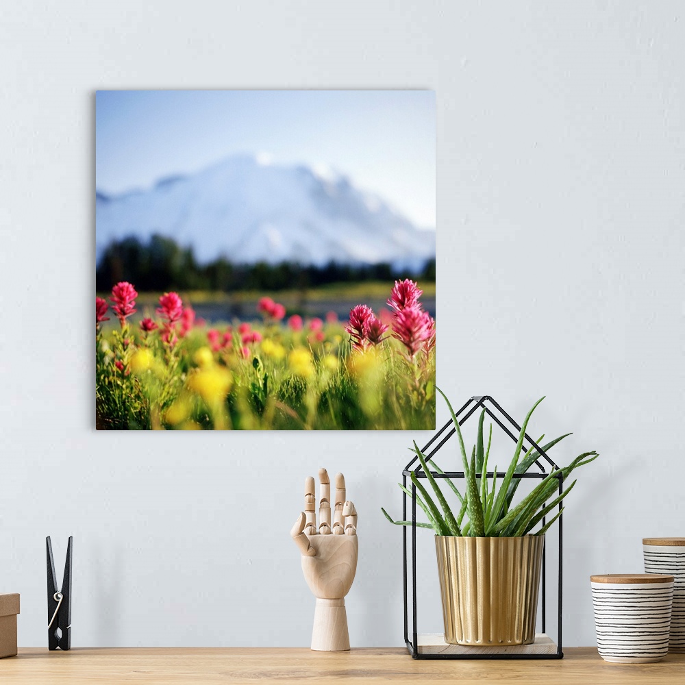 A bohemian room featuring Daisies bloom in shadow of Mt.Rainier, Washington.
