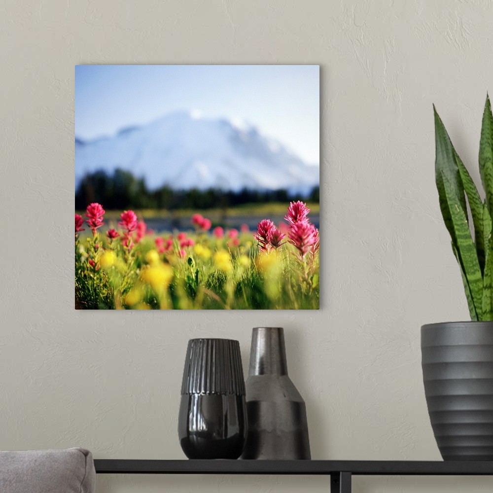 A modern room featuring Daisies bloom in shadow of Mt.Rainier, Washington.