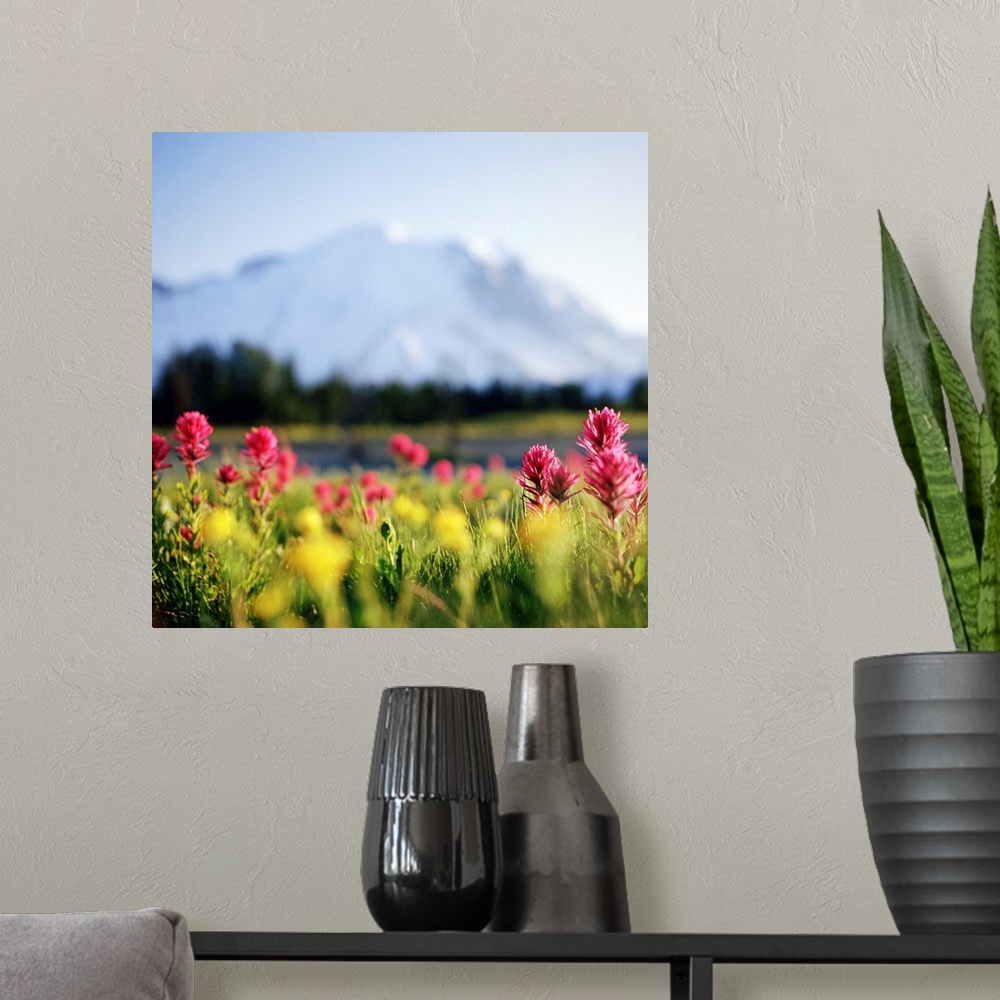 A modern room featuring Daisies bloom in shadow of Mt.Rainier, Washington.