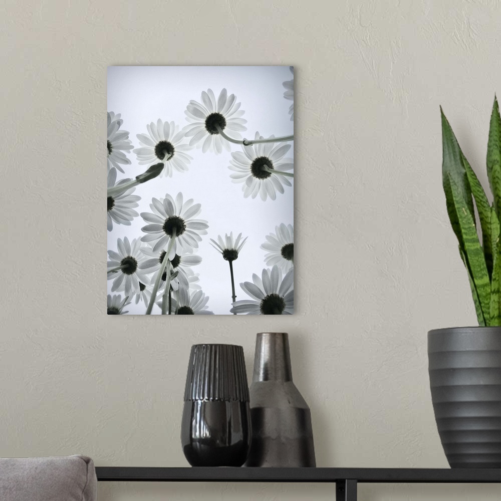 A modern room featuring Daisy flowers with cloudy high-key sky.