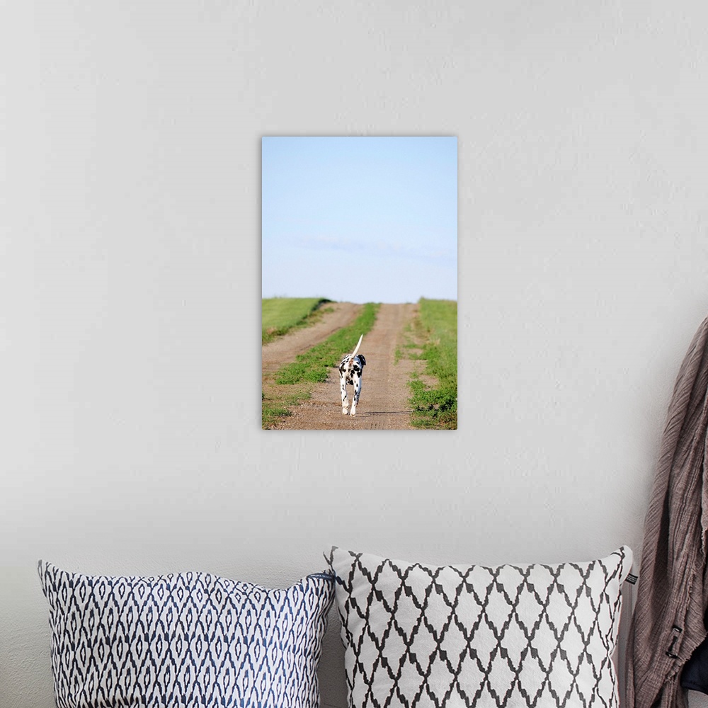 A bohemian room featuring Dalmatian dog trotting along dirt road.