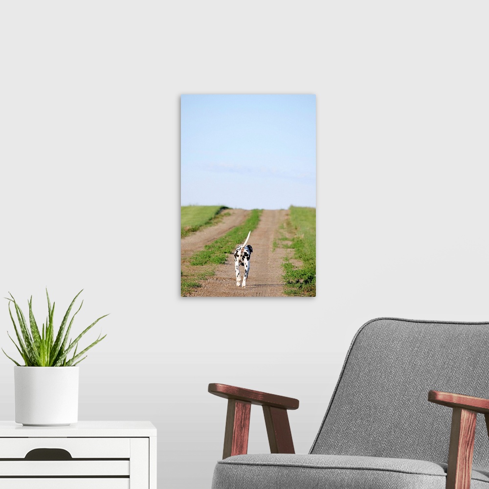 A modern room featuring Dalmatian dog trotting along dirt road.