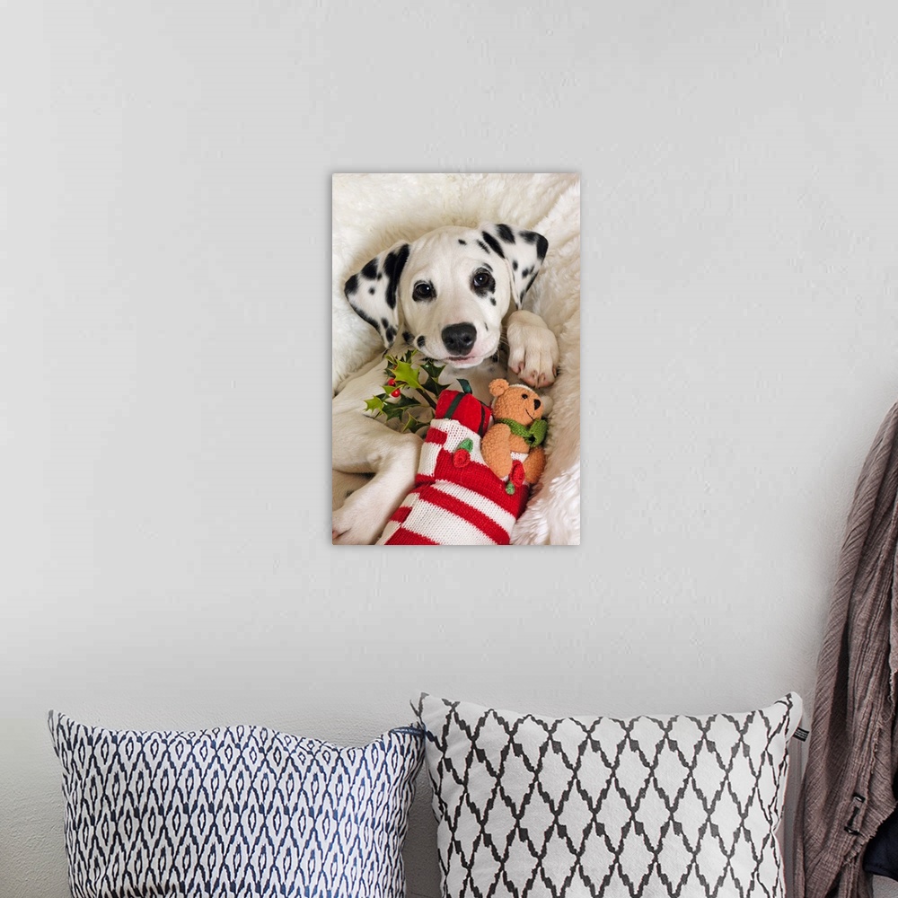 A bohemian room featuring Dalmatian puppy with Christmas Stocking