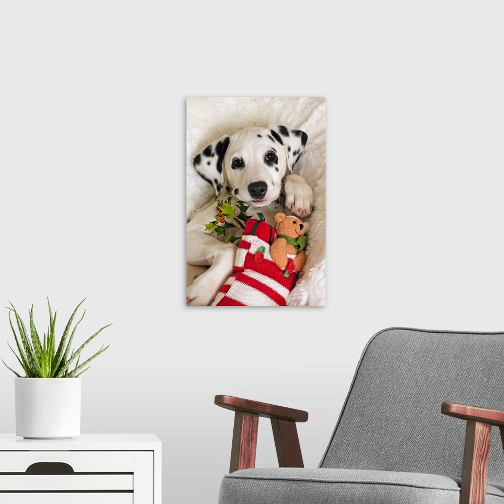 A modern room featuring Dalmatian puppy with Christmas Stocking