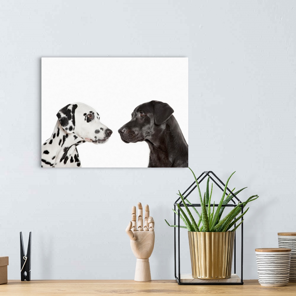 A bohemian room featuring Dalmatians examining each other