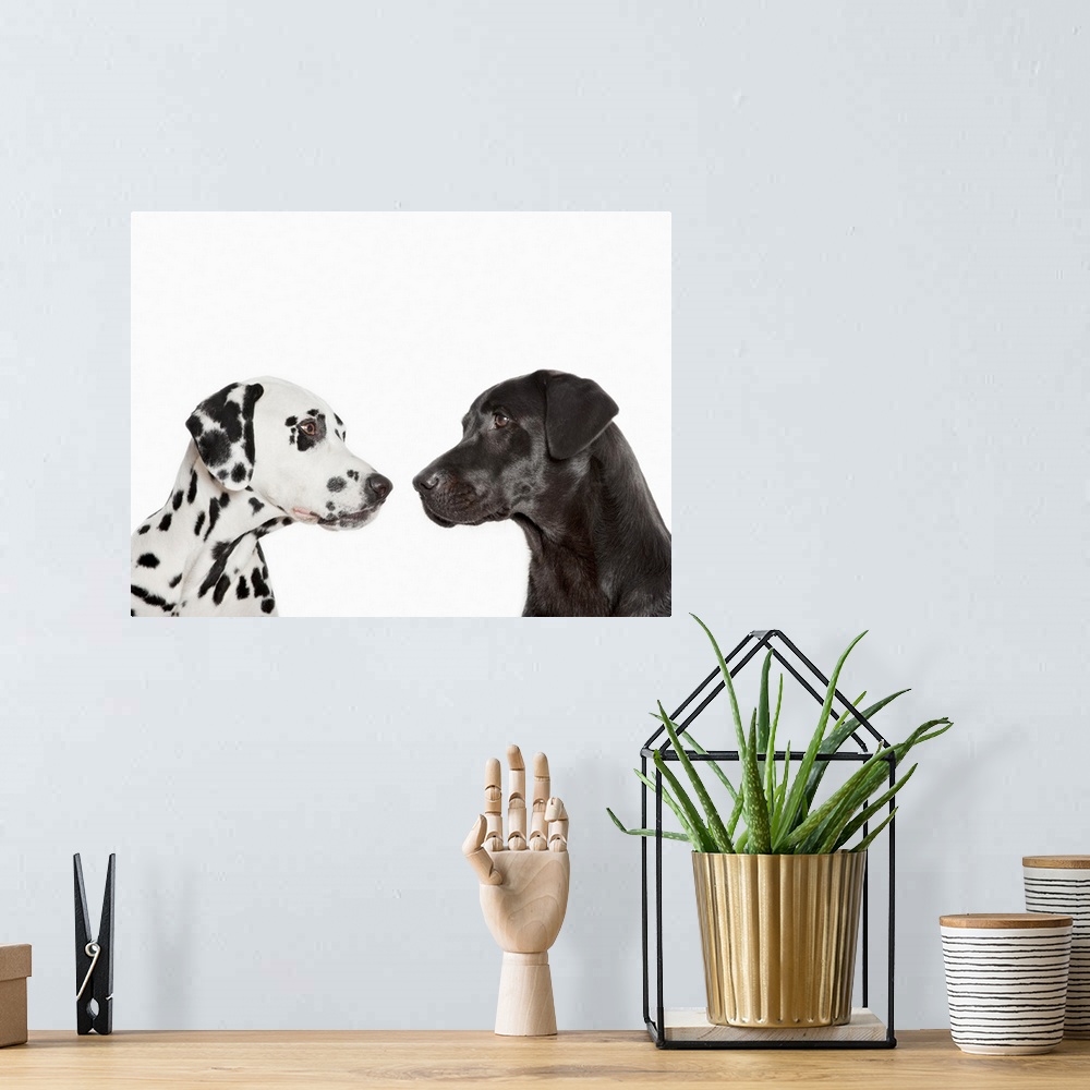A bohemian room featuring Dalmatians examining each other