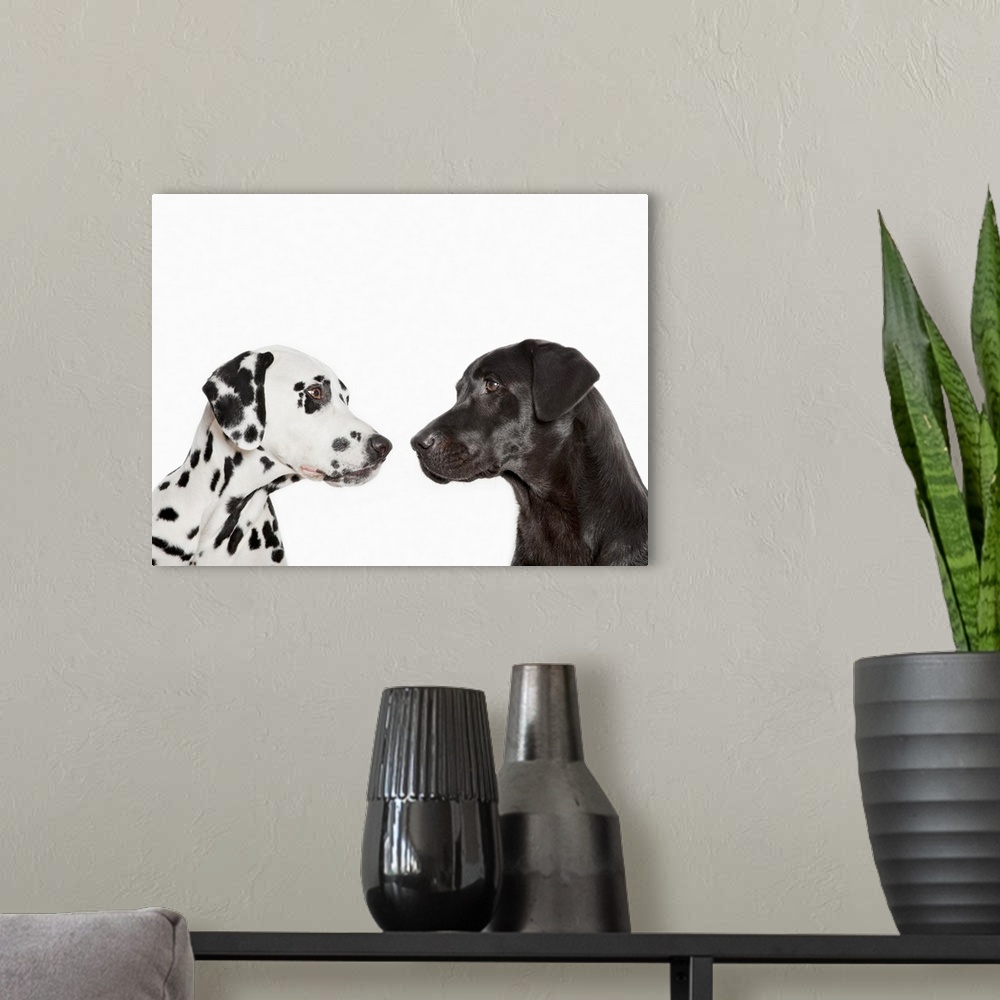 A modern room featuring Dalmatians examining each other