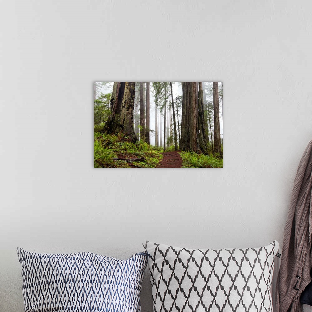 A bohemian room featuring Damnation trail in Del Norte Redwoods State Park, CA.