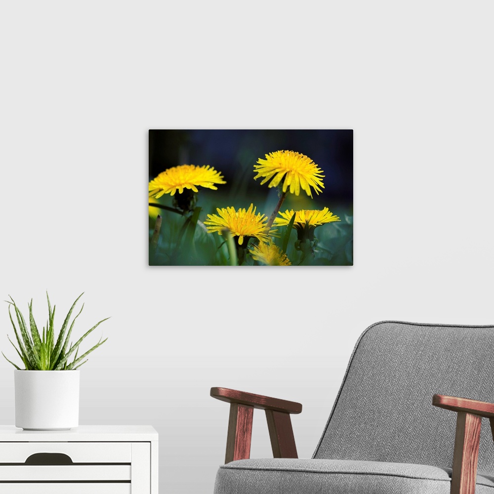 A modern room featuring flower spring macro photography close up dandelion yellow summer rain water drop.