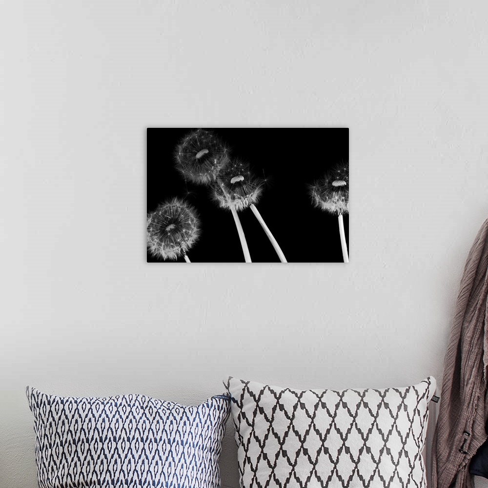 A bohemian room featuring Dandelion fluff in black and white