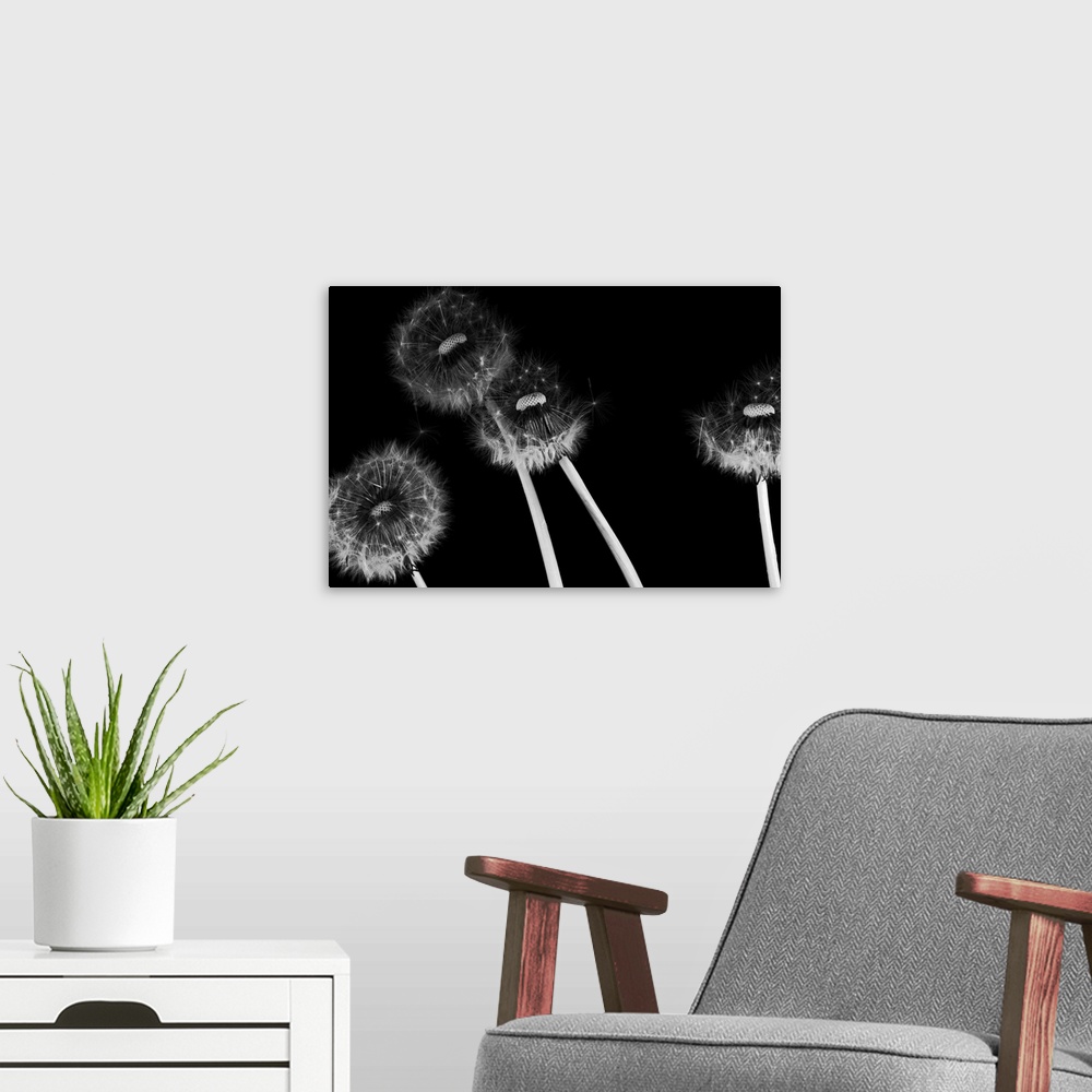A modern room featuring Dandelion fluff in black and white